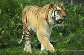 A Tiger Jigsaw Puzzles Online At Jspuzzles Jigsaw Puzzles Online Jigsaw Jigsaw Puzzles
