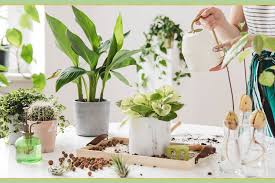 Use this plant encyclopedia to find inspiration for new landscape designs, planters and containers, raised garden beds, and more. 15 Brilliant And Easy Plant Care Tips Proflowers Blog
