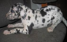 If you are looking to adopt or buy a great dane take a look here! Great Dane Dog Shipping Rates Services