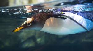 A Gentoo Penguin At The Loveland Living Planet Aquarium In Draper Steve Griffin The Salt Lake Tribune Tribune Lake Slc Utah