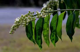 Image result for Maranthes