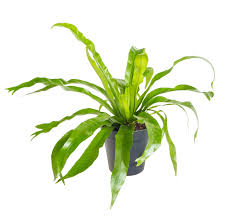 Image result for sleziník Asplenium
