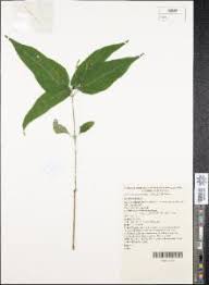 Image result for Isoglossa