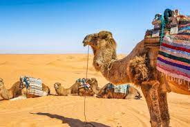 Visual inspection plays a big part in understanding whether someone takes care of their animals. What Does A Camel Burger Taste Like Tasting Table