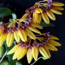 Image result for Bulbophyllum kivuense