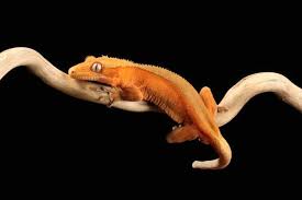 Image result for z p%u0159ednice jedovat 