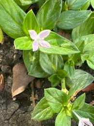 Image result for Spermacoce