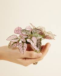 Image result for Hypoestes cancellata