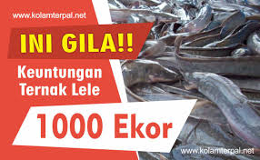 Secara intuitif, kita berpikir, peluang mendapatkan mobil sekarang menjadi , yaitu sama dengan peluang mendapatkan zonk , sehingga mengganti pilihan kita tidak akan mengubah apapun. 1 Gila Ini Keuntungan Ternak Lele 1000 Ekor
