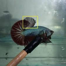 Nah untuk yang diadakan di. Gambar Dorsal Ekor Pada Cupang Lihat Juara Kontes Berikut
