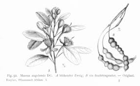 Image result for Maerua angolensis