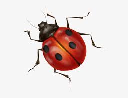 Free Free 191 Transparent Background Ladybug Svg Free SVG PNG EPS DXF File