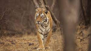 India S Most Famous Tiger Machli Dies In Ranthambore Aged 19 Tiger Wild Cats Beautiful Cats