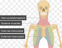 Muscles are groups of cells in the body that have the ability to contract and relax. External Intercostal Muscles Internal Intercostal Muscles Scalene Muscles Others Angle Text Hand Png Pngwing
