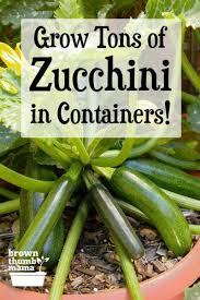 Jul 23, 2015 · this super moist chocolate chip zucchini bread is loaded with chocolate chips in every bite. How To Grow Zucchini In Containers Brown Thumb Mama