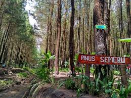 Wajak (jl.semeru) malang jawa timur indonesia. Hutan Pinus Semeru Wisata Sejuk Di Kaki Gunung Semeru Armand Frezh Blog