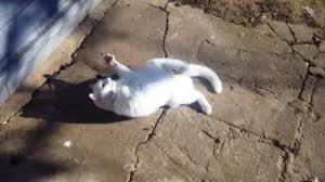 They are one of the great natural oil which provides a lot of value to us. Can Cats Eat Olives Everything You Need To Know