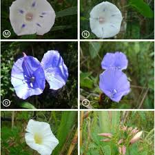 Image result for Ipomoea intrapilosa