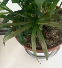 Brown tips may be due to from several factors. Houseplants Forum What S Wrong With My Parlour Palms Leaf Garden Org
