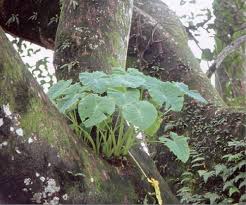 Image result for Remusatia