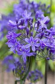 Buy African Lily Agapanthus Inkspots Plant Fungus Agapanthus Beautiful Flowers
