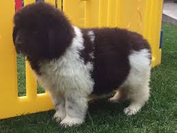 Newfoundland Dog Puppies For Sale Austin Tx 191120