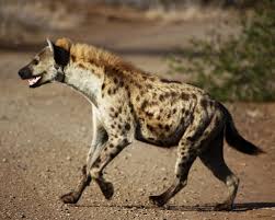 Résultat de recherche d'images pour "hyena"