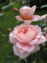 Queen Of Sweden Rose Beautiful Upright Form For The Front Yard Pretty Flowers Beautiful Flowers Pink Flowers