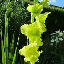 6 12 24 48 96. Follow Us On Facebook You Are Using An Outdated Browser For A Faster Safer Browsing Experience Upgrade Call Us 1 937 642 0511 Sales Berbeeus Com Return To Leo Berbee Bulb Company Home Page Search Home Fall Bulbs Most Popular