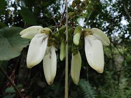 Image result for Vernonia longipedunculata