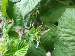 Check spelling or type a new query. Help Raspberry Leaves Are Mottled And Curling