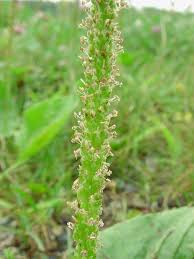Image result for Plantago palmata