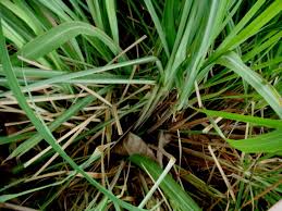 Image result for Cymbopogon nardus