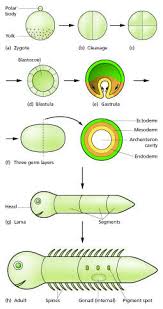 Generalized Scheme Of Embryonic Development Slack Essential Developmental Biology Fig 2 8 Biology Embryonic Development Development