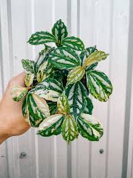 Image result for Pilea rivularis