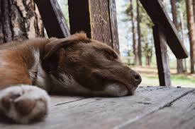 Your cat or dog will get vaccinations when needed and will get a thorough physical exam, along with tests to follow up on any problems. B C Veterinarians Facing Intense Pressure From Pandemic Pet Boom Smithers Interior News