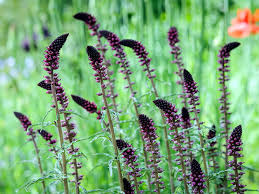 Image result for Lysimachia angustiloba