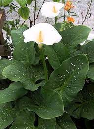 This is a gorgeous calla! Pin On Moon Garden White Flowers