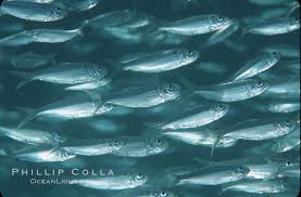 Image result for Selago coerulea