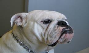 Male bulldog names | female bulldog names. 1500 Bulldog Names To Make An Awesome Friendship