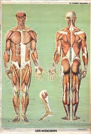 Resultado de imagen para cuerpo humano