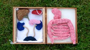 Here you'll find more than 120.000 free knitting patterns and crochet patterns with tutorial videos, as well as beautiful yarns at unbeatable prices! Anatomy Class More Memorable With Knitted Eyeballs Organs Chicago News Wttw