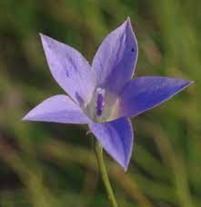 Wahlenbergia luteola | bronze bluebell date: Wahlenbergia Luteola