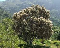 Image result for Tarchonanthus trilobus