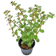 Image result for Rotala fontinalis