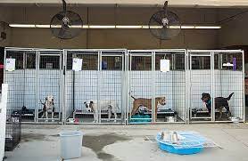 We did not find results for: How To Prepare Your Dog For Boarding Zoetis Petcare