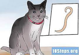 4 Cara Membantu Kucing Anda Bernafas Lebih Baik Tips 2021