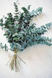 Dekorative Funktion Eukalyptusblatter Richtig Nutzen Differentflowersforweddings Dugun Cicekleri Bitki Cicek Aranjmani