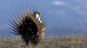 Birds Do It Bees Do It Twerking Birds Do It Bees Do It Bee Do Twerk Bald Eagle