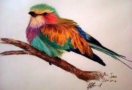Lilac breasted roller bird drawing. Lilac Breasted Roller Coloured Pencil On Paper Arte De Aves Pinturas De Aves Dibujos De Animales
